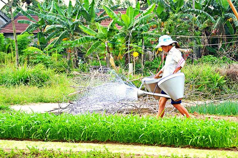 Aldea de Tra Que y campos de arroz en Hoian
