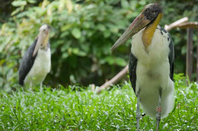 Centro para Conservação da Biodiversidade Angkor - Viagem para Camboja